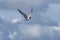 The little tern flew freely in the blue sky