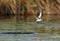 Little Tern flying after a dive