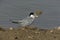Little tern, Sterna albifrons