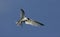 Little tern, Sterna albifrons