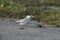 Little tern, Sterna albifrons