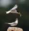 Little Terns