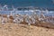 Little Terns Flying along the Beach at Winterton-on-Sea