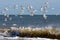 Little Terns (sternula albifrons) flying along the beach at Winterton-on-Sea Norfolk