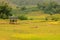 The little terraced rice fields.