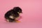 a little thoroughbred chicken falls asleep sitting on paws, on a pink background