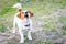 Little thoroughbred dog barks standing on the grass. Jack Russell Terrier protects his master