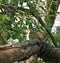 Little thrush chick sitting on a branch