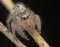 Little thyene Imperialis spider posing on a branch