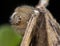 Little thyene Imperialis spider posing on a branch