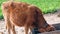 A little tied cow feeding grass in wooden tool. female cow with white feet in green field