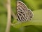 Little Tiger Pierrot butterfly sighted in indian village home garden micro image microchrome image