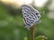 Little Tiger Pierrot butterfly sighted    in indian village home garden micro image microchrome image