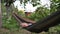 Little tired child girl swaying on hammock hanging on trees in garden