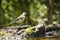 Little tit in the big forest