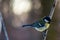 Little tit sitting on tree branch. Springtime photo of bird