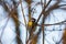 Little tit sitting on tree branch. Springtime photo of bird