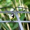 Little titmouse in the Garden