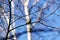 Little titmouse sitting on a branch against a blue sky