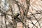 Little titmouse sitting on a branch in the park