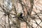 Little titmouse sitting on a branch in the park