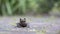 Little toad sitting on pavement