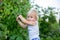 Little toddler boy, child, gathering raspberiies