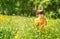 Little toddler boy enjoying being outdoors in green meadow with yellow blooming flowers.