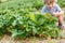 Little toddler boy on organic strawberry farm