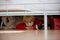 Little toddler child, hiding under the bed with his pet dog, maltese white puppy, scared