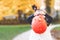 Little toddler girl dressed as a witch trick or treating on Halloween. Happy child outdoors, with orange funny hat and