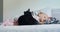 Little toddler girl is sleeping with black cat on living room