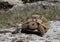 Little tortoise baby on a rock