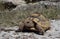 Little tortoise baby on a rock in the springtime