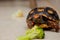 Little tortoise eating arugula and broccoli. It needs to the light sun to grow up stronger and healthy. While they are babies it`s