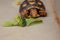 Little tortoise eating arugula and broccoli. It needs to the light sun to grow up stronger and healthy. While they are babies it`s