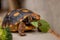 Little tortoise eating arugula and broccoli. It needs to the light sun to grow up stronger and healthy. While they are babies it`s