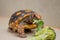 Little tortoise eating arugula and broccoli. It needs to the light sun to grow up stronger and healthy. While they are babies it`s