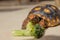 Little tortoise eating arugula. It needs to the light sun to grow up stronger and healthy. While they are babies it`s