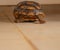 Little tortoise paw.  It needs sunbathe to grow up stronger and healthy. While they are babies we can`t define male or female