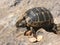 Little Tortoise walking on rock