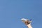 Little toy plane in a woman`s hand on a background of blue sky. Reaching goals