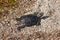 Little Trachemys scripta turtle on a pebble beach, wild turtle crawling along the shore, horizontal nature