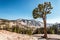 A little tree fighting the harsh conditions of Yosemite`s granite rock