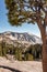 A little tree fighting the harsh conditions of Yosemite`s granite rock