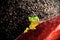 Little tree frog sitting on red leaf in rain