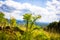 Little tree plants in the mountains. Bright blue sky and green grass.