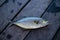 Little trevally fish on wooden fishing pontoon