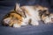 Little tricolor kitten sleeping on gray background