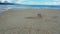 Little triplet sisters running along a sandy beach